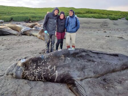 Eléphant de mer mâle équipé de capteurs à Kerguelen